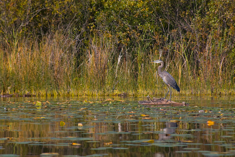 Great Blue Heron On Floating Log